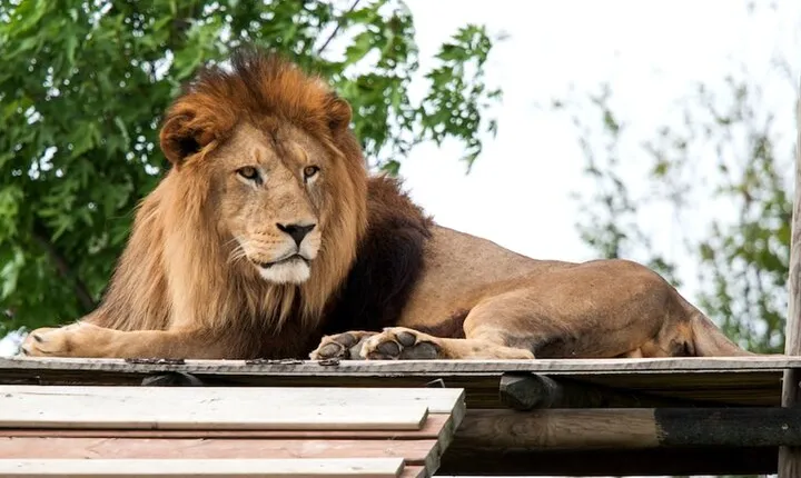 Ravenna: Safari Ravenna Entrance Ticket