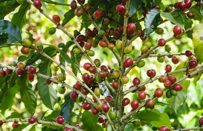 Kooky Private Tour: Coffee Village, Mount Sibuatan &.Lake Toba from Medan City.