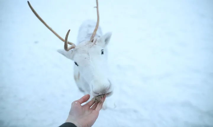 Local Reindeer Farm Visit & Short Sledge Ride
