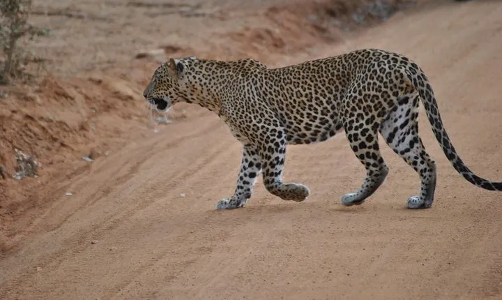 Yala 4h Jeep Safari from Bentota: Guided Wildlife Experience