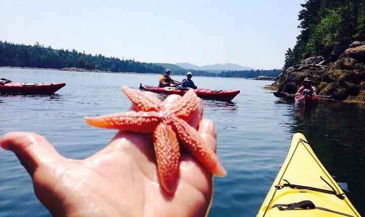 Aqua Safari Kayak tour departing Southwest Harbor