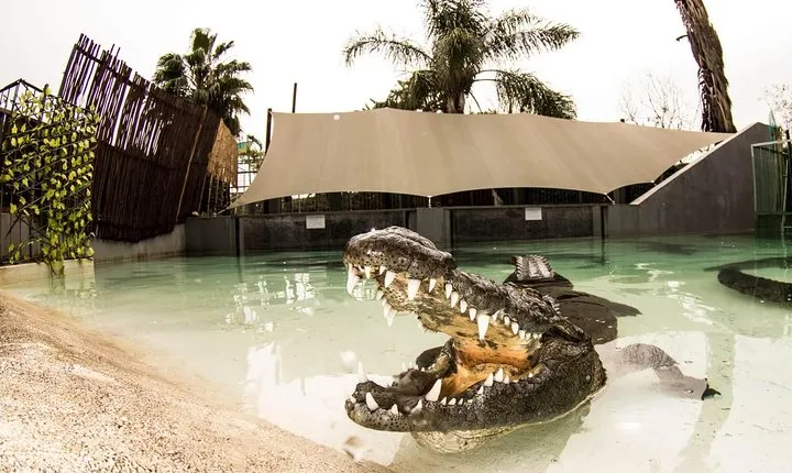3Days Cape town - Attraction: Crocodile Diving Cage & Cape Point & Wine Tasting