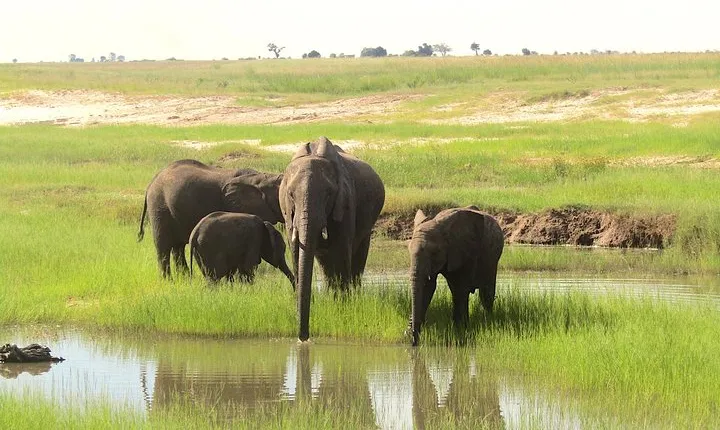Chobe Day Trip: Boat Safari & Game Drive Incl Lunch