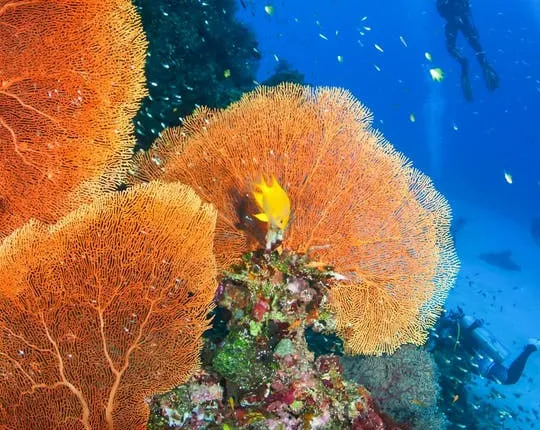 Raya Yai Island Scuba Review