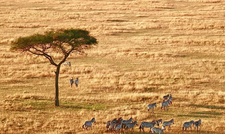 4-Day Camping on the Big Five Private Safari