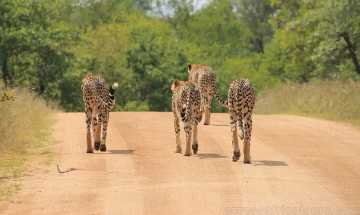 Kruger, Victoria Falls & Chobe Family Adventure 7D/6N (Comfort)