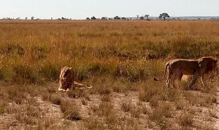 Chobe Day Trip from Livingstone, Zambia
