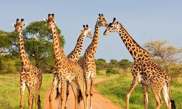 6 Days Masai Mara, Lake Nakuru & Amboseli-Ultimate Kenyan Safari