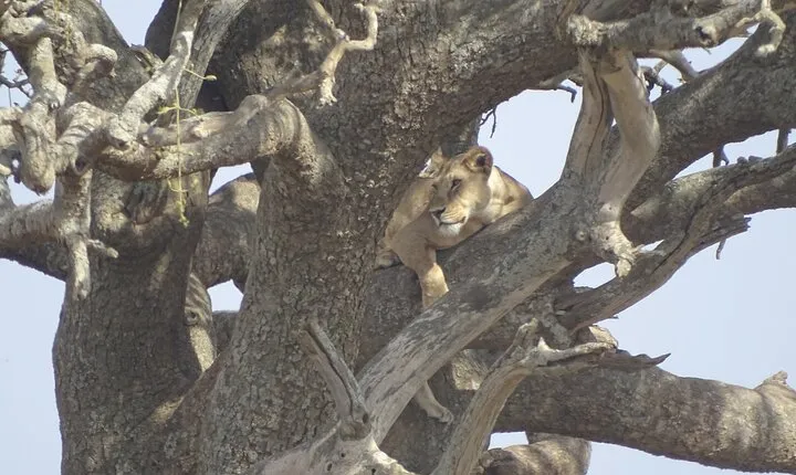 Day trip to Tarangire National park