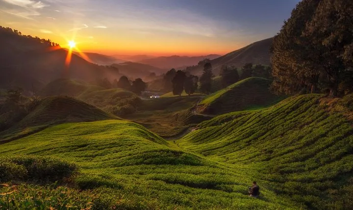 Cameron Highlands Day Tour From Kuala Lumpur (Private Tour)