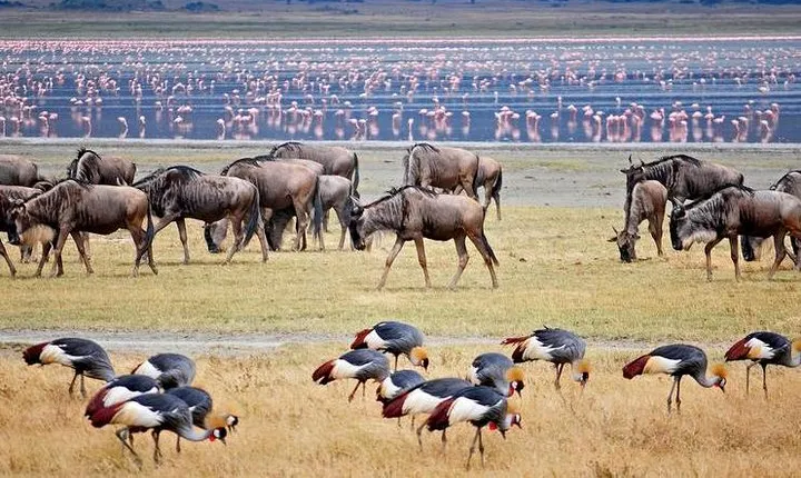 Lake Manyara National Park Full-Day Tour from Arusha