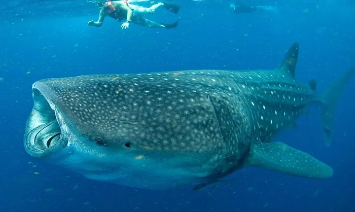 Whale Sharks Small-Group Tour in Cancun and Riviera Maya
