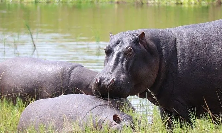 4 Day Gorilla and Wildlife Safari in Uganda