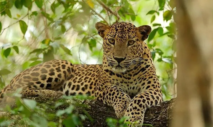 Wilpattu National Park Safari, Budget Tour from Colombo