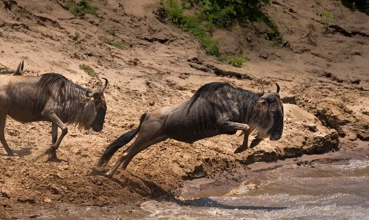 4 Days Migration & Central Serengeti Camping Safari