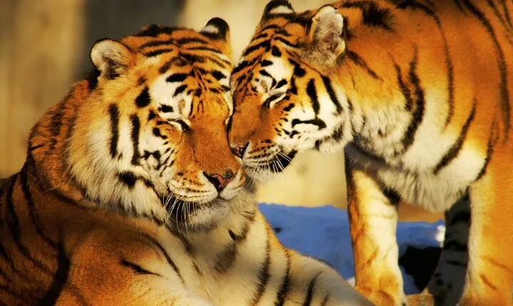 4 Day Golden Triangle Tour with Ranthambore Tiger Tour