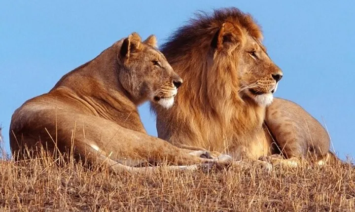 Private 1 Day Akagera Big Five Safari with pick up and lunch.