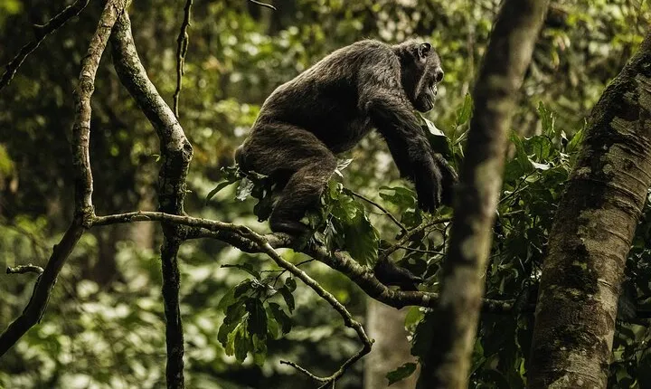 Kigali: 2-Day Chimpanzee trek, Canopy walk & Overnight @ Nyungwe 