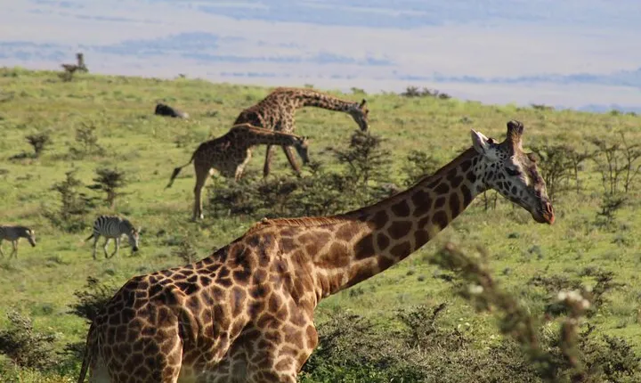 3-Day Safari in Serengeti & Ngorongoro(Mid-range)