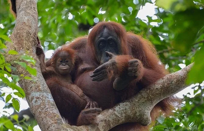 2 Days 1 Night Jungle Trekking in Bukit Lawang