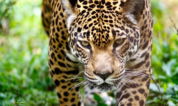 Cusco: 4 Days inside the Manu Park - Jungle Amazon Reserve