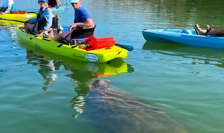 Guided Hobie Kayak EcoTour: Premium Eco Experience Bonita Springs