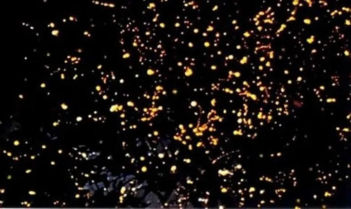 Puerto Princesa Fireflies Watching with Dinner