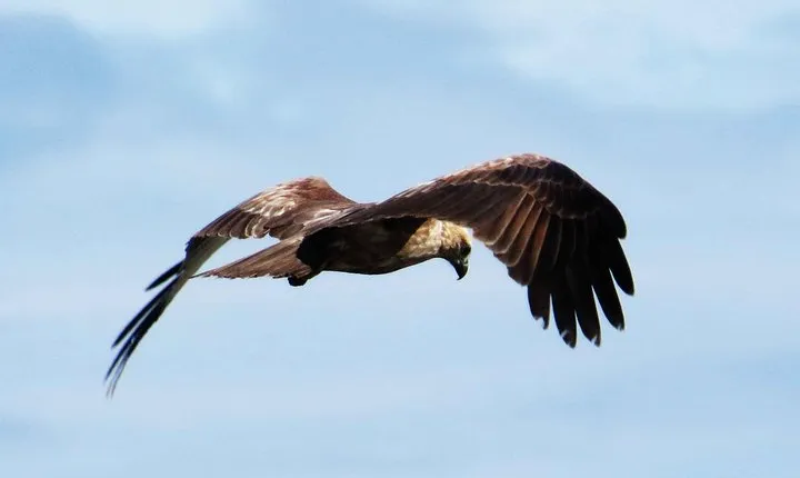 Bird Watching Tour at Muthurajawela