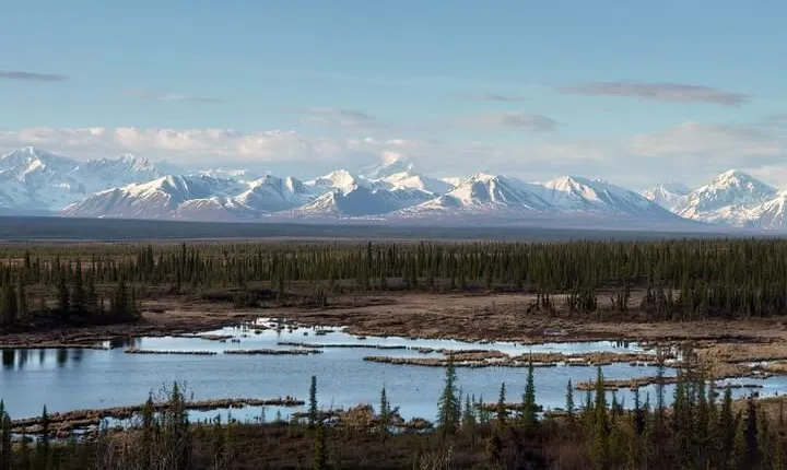 Authentical Denali Tour from Denali Park and Fairbanks