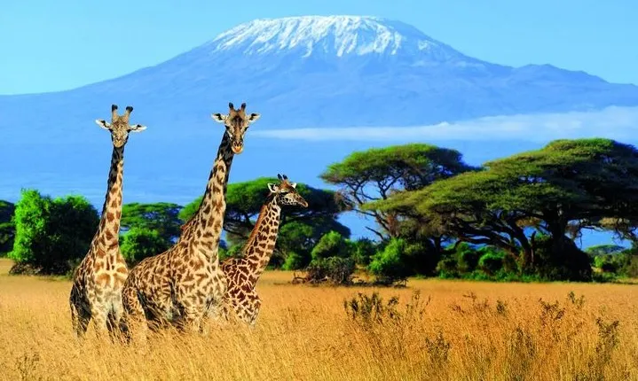 Kilimanjaro Special-( Tsavo West, Amboseli & Tsavo East Safari) (MINIMUM 2 PAX)