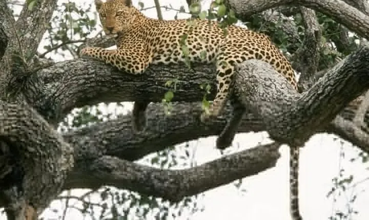 6-Day Murchison Falls, Chimp Trekking and Big Game Combo