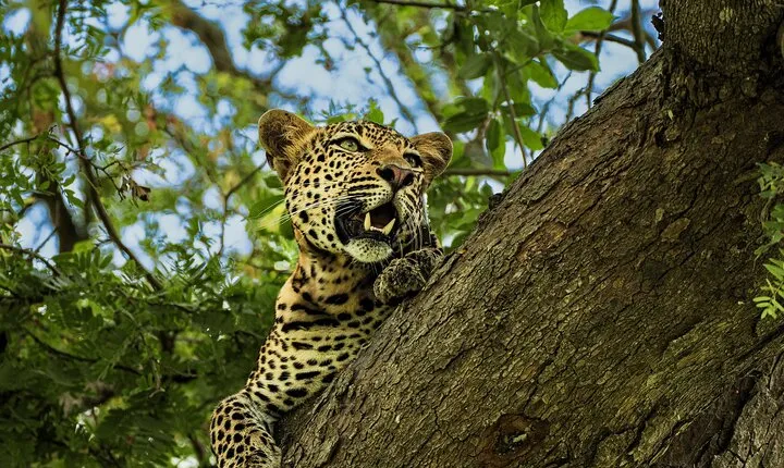 From Zanzibar: Mikumi Day Safari including Flights