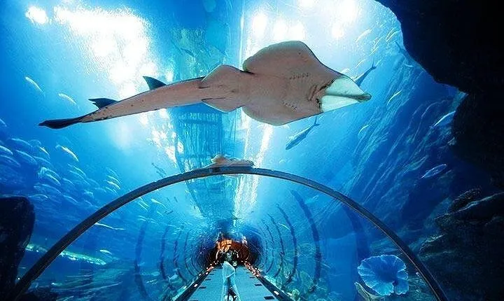 Dubai Aquarium and Underwater Zoo plus Penguin Cove Tickets