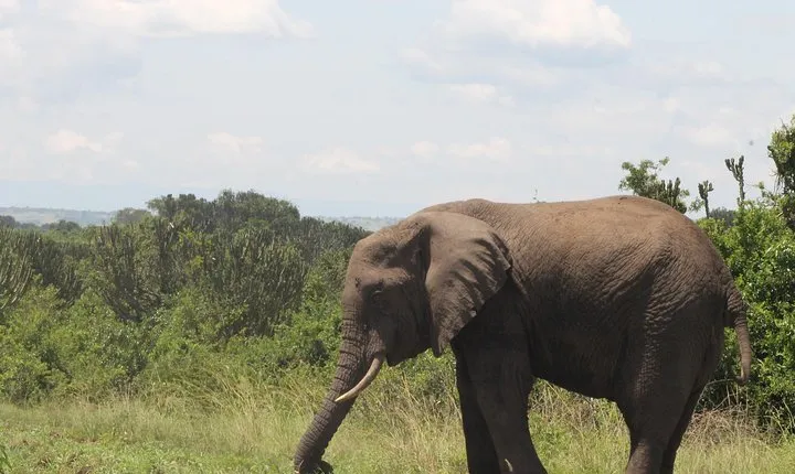 10-Day Wildlife Big 5, Murchison Falls and Gorilla Safari
