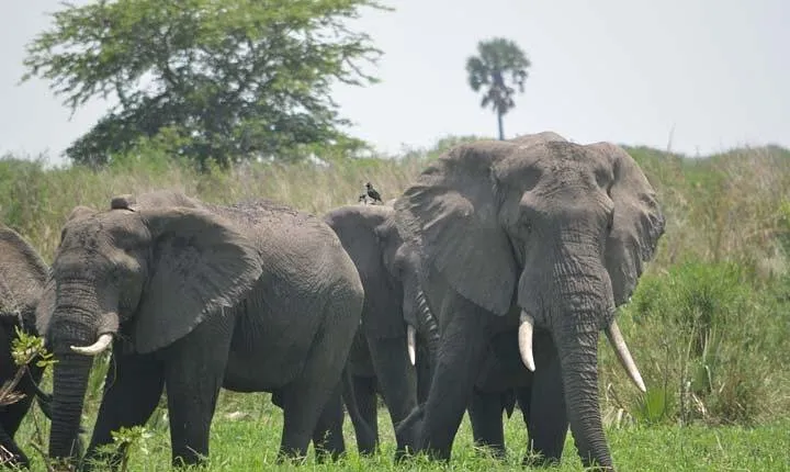8-days Murchison Falls, Chimpanzee & Gorilla Trekking Safari