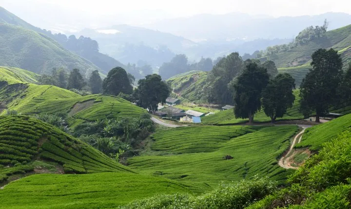 Cameron Highlands, Garden of Nature Full Day Private Guided Tour