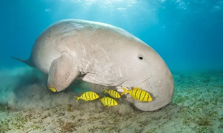 Marsa Mubarak snorkeling with dugong and turtles - marsaalam