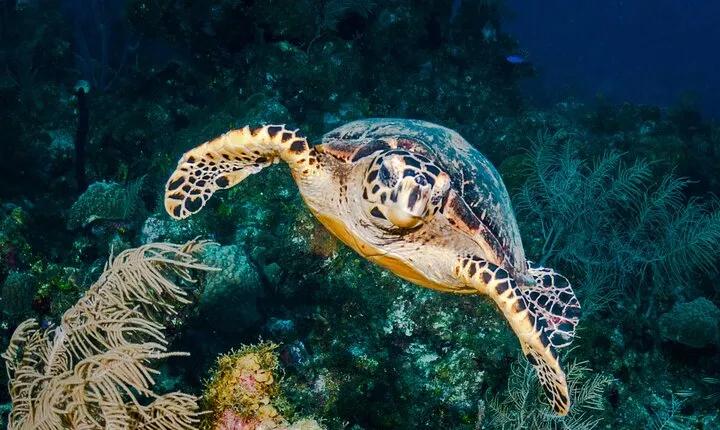 Private Abu Dabbab Snorkeling Sea Trip With Transfer - Marsa Alam