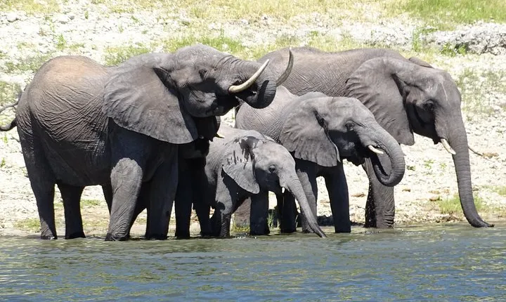 Chobe Safari Experience Day Trip - MINIMUM 4 PEOPLE