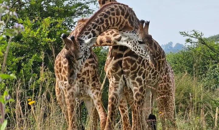 Nairobi: National Park ,Giraffe Center & Souvenir Tour