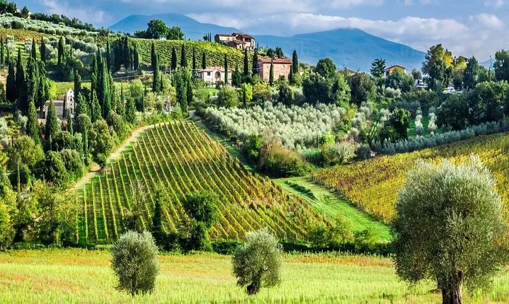 Truffle and Sommelier Vip Experience in Tuscany from Rome