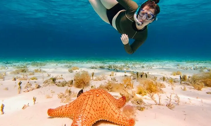 Snorkel Experience in Cozumel Reefs with Transportation from Riviera Maya