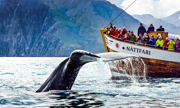 Traditional Oak Ship Whale Watching Tour From Husavik
