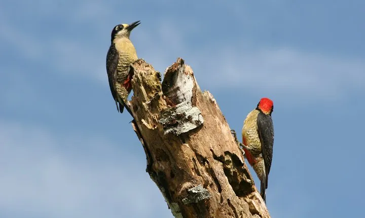 Birdwatching by the Lake Arenal