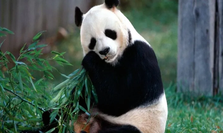 Private 2-Day Chengdu Tour: Panda Base And Giant Buddha