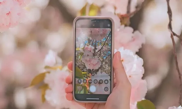 Full Day Cherry Blossom Hunting Tour from Seoul 