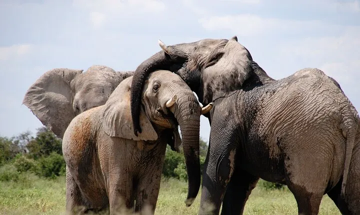 5 Days Nairobi Day tour and Amboseli National Park Safari