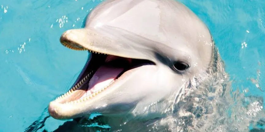 Dolphin Silver Swim at Dolphin Discovery