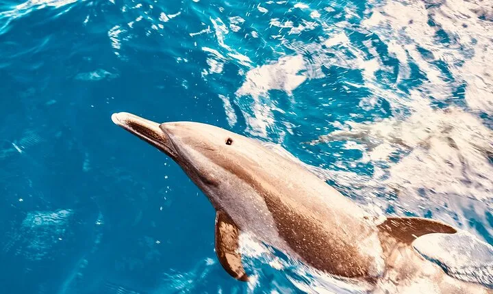 Dolphin Watching and Snorkeling on the West Coast of Oahu 
