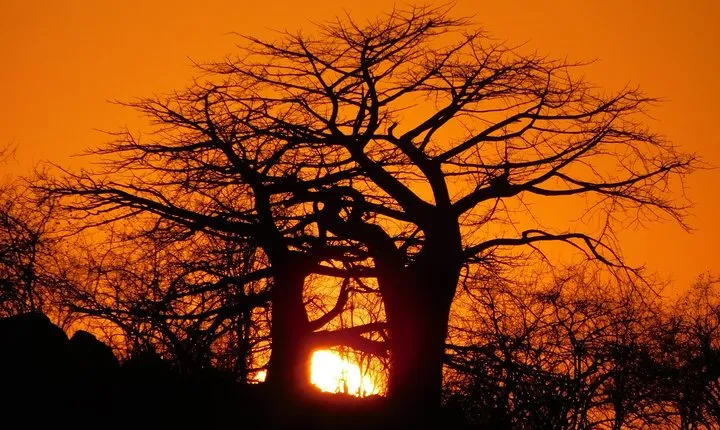 Trekking in Tanzania Southern Circuit National Parks of Nyerere and Udzungwa
